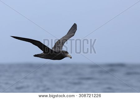 A Northern Giant Petrel, Macronectes Halli, In Flight