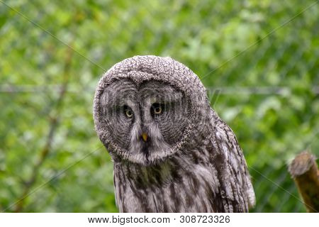 Bearded Owl, Bearded Owl Snowy Owl In The Wild