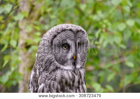 Bearded Owl, Bearded Owl Snowy Owl In The Wild