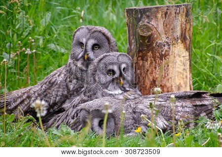 Bearded Owl, Bearded Owl Snowy Owl In The Wild