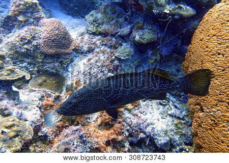 The Black Grouper (mycteroperca Bonaci) Is One Of The Best Known Of The Large Group Of Perciform Fis