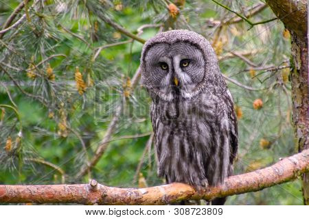 Bearded Owl, Bearded Owl Snowy Owl In The Wild