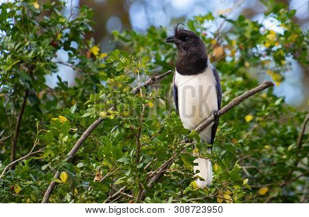 Black Head Bird, Photographed At The Zoo Of Belo Horizonte, Minas Gerais, Brazil.