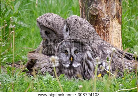 Bearded Owl, Bearded Owl Snowy Owl In The Wild