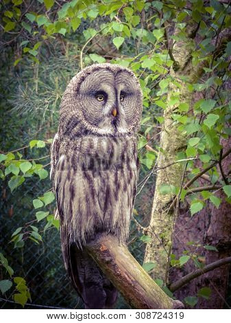 Bearded Owl, Bearded Owl Snowy Owl In The Wild