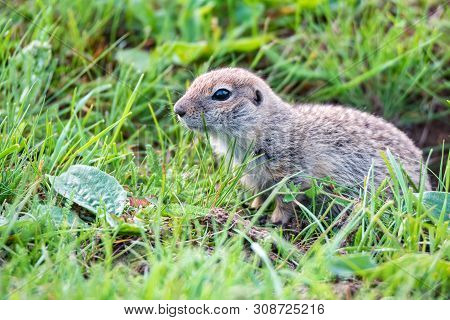 Mountain Caucasian Gopher Or Spermophilus Musicus In Grass In Russia.