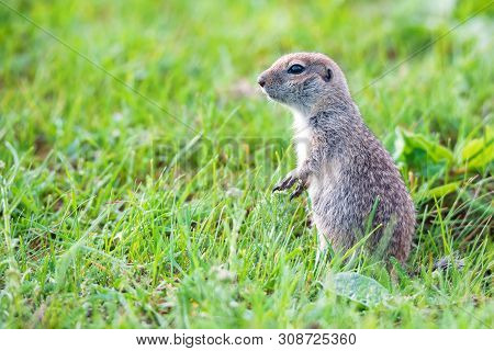Mountain Caucasian Gopher Or Spermophilus Musicus In Grass In Russia.