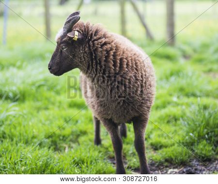 Soay Sheep In Field Closeup