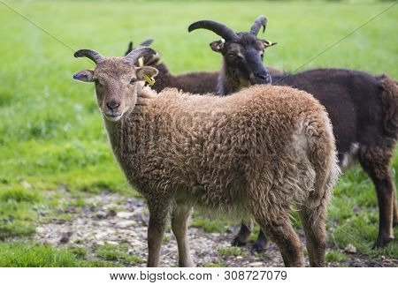 Soay Sheep In Field Closeup