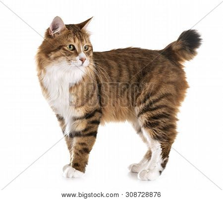Kurilian Bobtail In Front Of White Background