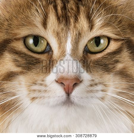 Kurilian Bobtail In Front Of White Background