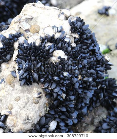 Many Black Mussels On The Rocks By The Sea