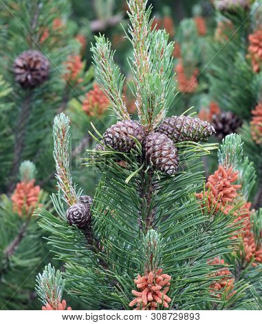 Pine Cones Of A Creeping Pine Also Called Dwarf Mountainpine In Mountain
