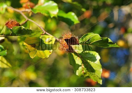Empty Cupule Of A Beechnut Hanging At Twig With Green Leaves In Autumn