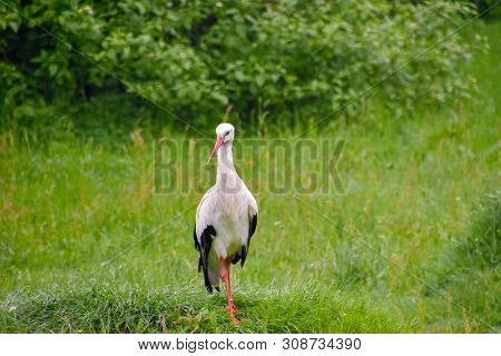 Stork On The Meadow And In The Nest