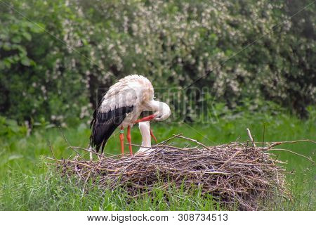 Stork On The Meadow And In The Nest