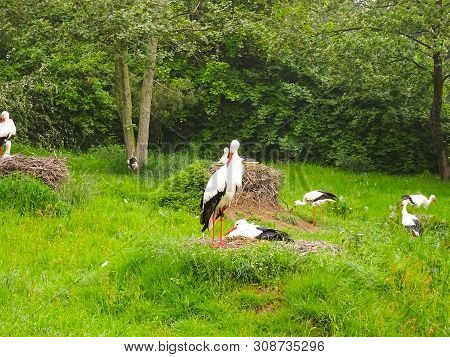 Stork On The Meadow And In The Nest