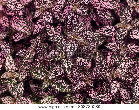 Hypoestes Leaves Top View. Hypoestes Leaves Background.