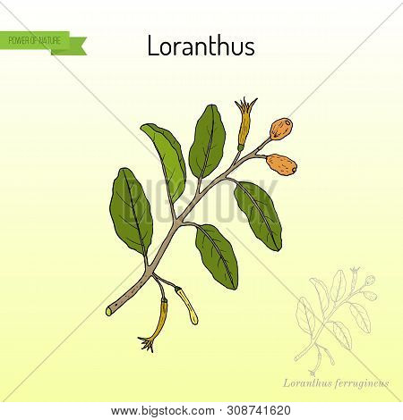 Loranthus Ferrugineus, Medicinal Plant. Hand Drawn Botanical Vector Illustration