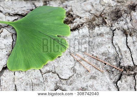 Acupuncture Needles And Ginkgo Leaf On A Tree Bark