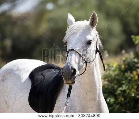 White Horse With Ethological Halter In Nature