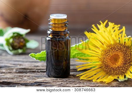 A Bottle Of Elecampane Essential Oil With Fresh Inula Helenium Flowers