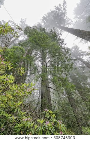 Coastal Mist Tall Trees Towering Redwoods Pink Rhododendron National Park California