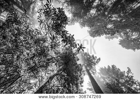 Coastal Mist Green Towering Trees Pink Rhododendron Lady Bird Johnson Grove Redwoods National Park C