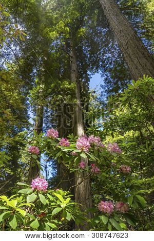 Green Towering Trees Pink Rhododendron Lady Bird Johnson Grove Redwoods National Park California. Ta
