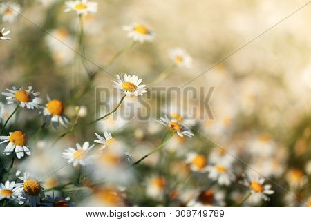 Field Of Camomile In Summer Sunny Day In Nature. Beautiful Flower Background. Rustic Landscape.