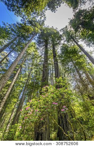 Green Towering Trees Pink Rhododendron Lady Bird Johnson Grove Redwoods National Park California. Ta