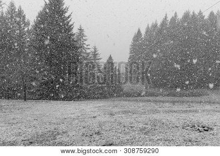 Heavy Snow Falling On A Large Garden With Trees In The Background