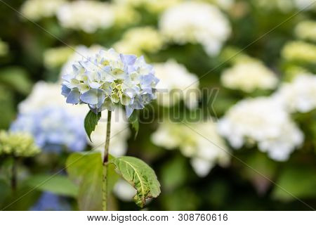 Purple Hydrangea Macrophylla Blossoming In Garden In Summer