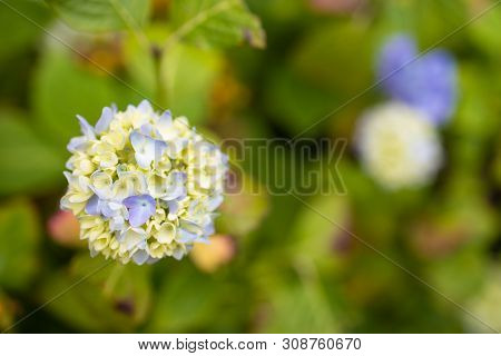 Purple Hydrangea Macrophylla Blossoming In Garden In Summer