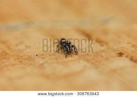 Jumping Spider (salticus Scenicus) On Wood Background. High Resolution Photo. Full Depth Of Field.