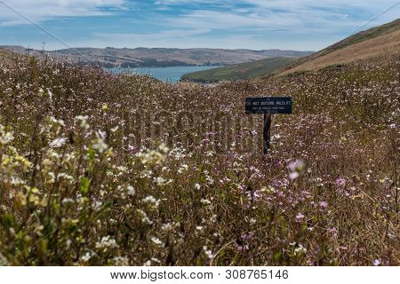 A Warning Sign In The Middle Of Meadow Of Wildflowers Leading Down To The Ocean On The Tomales Point