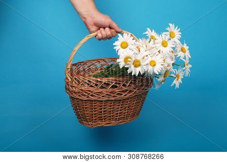 Сhamomile Flowers In The Wicker Basket In Hand On Blue Background