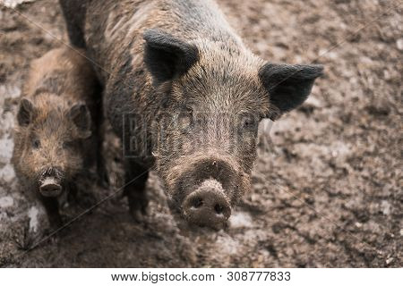 Dirty Boars On A Farm Outside. Mom And Little Baby Boar In The Mud. Pigs In Brown Land