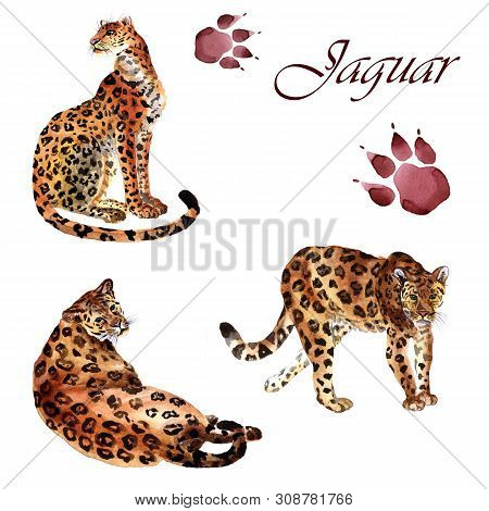 Watercolor Collection Of Jaguars With Footsteps Isolated On A White Background