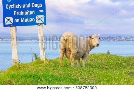 Tauranga New Zealand - June 17 2019; One Lamb On Grass Under Tauranga City Council Warning Sign On S
