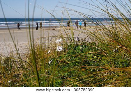 Beach Grass And Wild Daisies In Focus With Defocused People, Waihi Beach And Sea Background