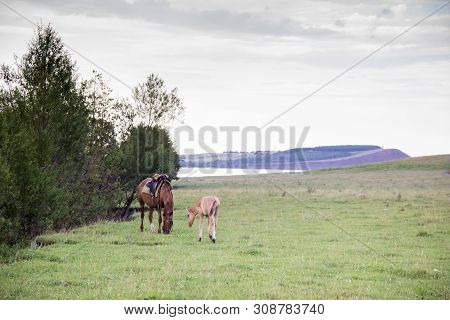 Mare With A Foal On A Meadow In Summer Day. Lake And A Mountain With Forest And Red Clay.