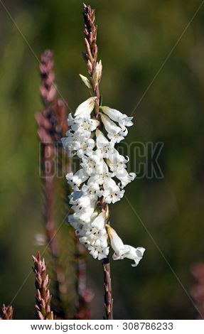 White Tubular Flowers Of The Australian Native Blunt-leaf Heath, Epacris Obtusifolia, Family Ericace