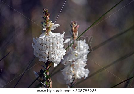 White Tubular Flowers Of The Australian Native Blunt-leaf Heath, Epacris Obtusifolia, Growing In Hea