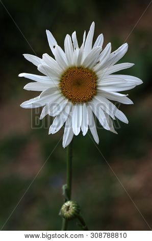 White Daisy Bloom On Green Background