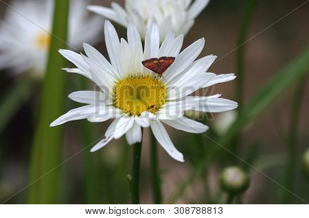 Daisy Blooming With Butterfly And Bug