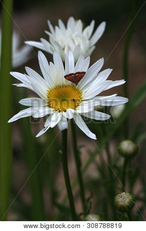 Tiny Butterfly On Daisy Flower
