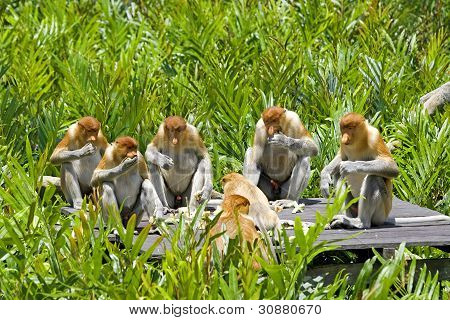 Proboscis monkey