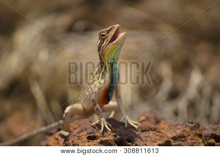 Close-up Of Fan Throated Lizard, Sitana Ponticeriana At Satara, Maharashtra, India.