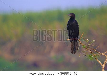 Indian Cormorant Or Indian Shag, Phalacrocorax Fuscicollis, Bhigwan In Maharashtra, India